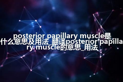 posterior papillary muscle是什么意思及用法_翻译posterior papillary muscle的意思_用法