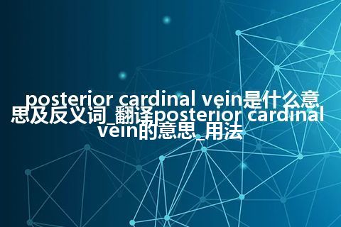 posterior cardinal vein是什么意思及反义词_翻译posterior cardinal vein的意思_用法