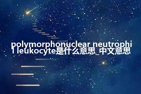 polymorphonuclear neutrophil leukocyte是什么意思_中文意思