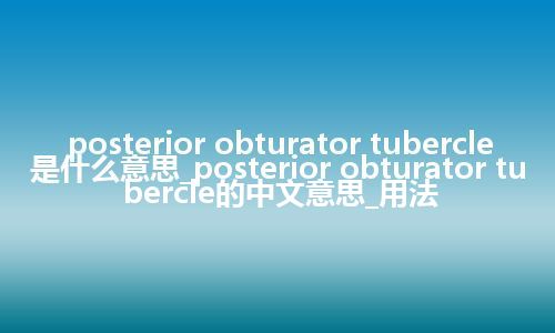 posterior obturator tubercle是什么意思_posterior obturator tubercle的中文意思_用法