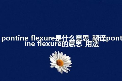 pontine flexure是什么意思_翻译pontine flexure的意思_用法
