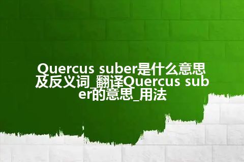 Quercus suber是什么意思及反义词_翻译Quercus suber的意思_用法
