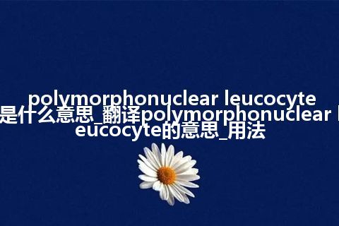 polymorphonuclear leucocyte是什么意思_翻译polymorphonuclear leucocyte的意思_用法