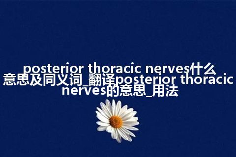 posterior thoracic nerves什么意思及同义词_翻译posterior thoracic nerves的意思_用法