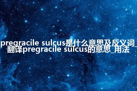 pregracile sulcus是什么意思及反义词_翻译pregracile sulcus的意思_用法
