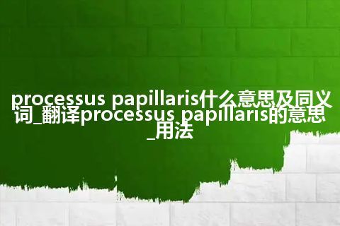 processus papillaris什么意思及同义词_翻译processus papillaris的意思_用法