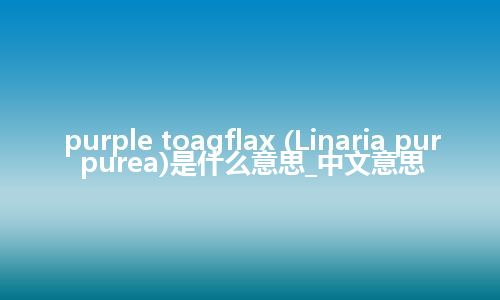 purple toagflax (Linaria purpurea)是什么意思_中文意思