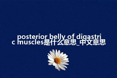 posterior belly of digastric muscles是什么意思_中文意思