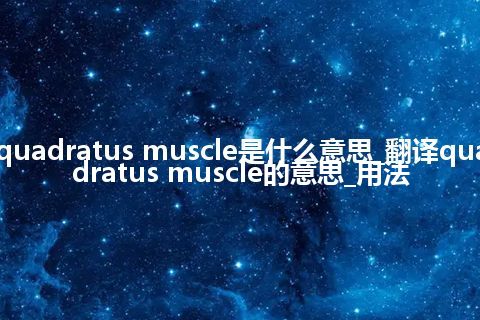 quadratus muscle是什么意思_翻译quadratus muscle的意思_用法