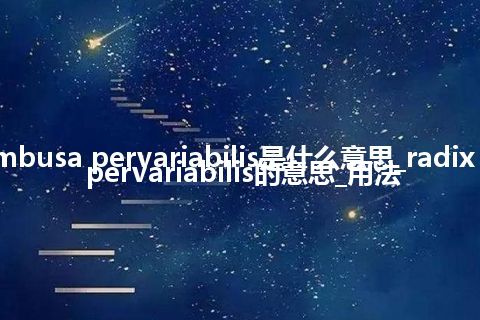 radix bambusa pervariabilis是什么意思_radix bambusa pervariabilis的意思_用法