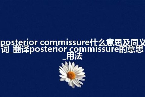 posterior commissure什么意思及同义词_翻译posterior commissure的意思_用法