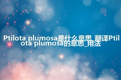 Ptilota plumosa是什么意思_翻译Ptilota plumosa的意思_用法