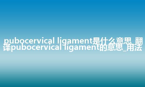 pubocervical ligament是什么意思_翻译pubocervical ligament的意思_用法