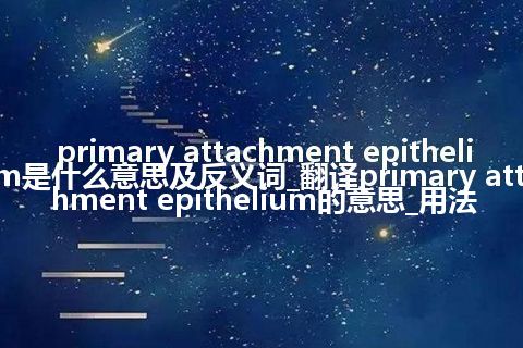 primary attachment epithelium是什么意思及反义词_翻译primary attachment epithelium的意思_用法