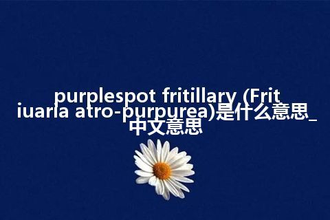 purplespot fritillary (Fritiuaria atro-purpurea)是什么意思_中文意思