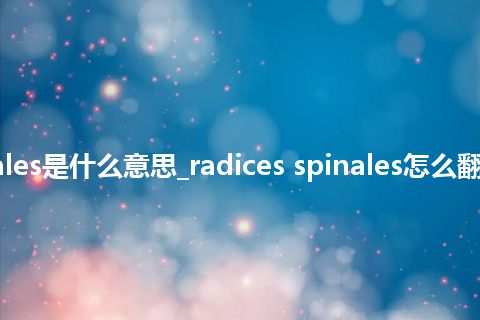 radices spinales是什么意思_radices spinales怎么翻译及发音_用法