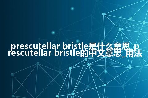prescutellar bristle是什么意思_prescutellar bristle的中文意思_用法
