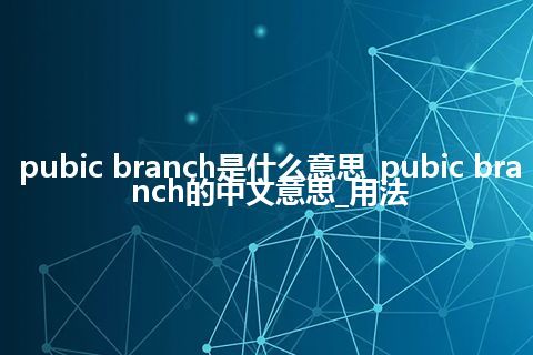 pubic branch是什么意思_pubic branch的中文意思_用法