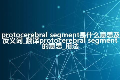 protocerebral segment是什么意思及反义词_翻译protocerebral segment的意思_用法
