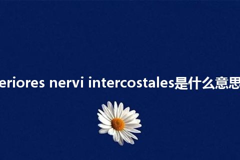 rami anteriores nervi intercostales是什么意思_中文意思