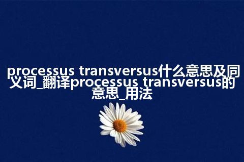 processus transversus什么意思及同义词_翻译processus transversus的意思_用法