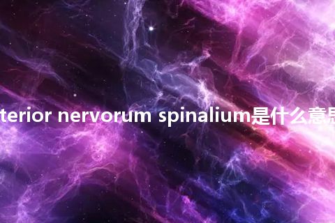 ramus anterior nervorum spinalium是什么意思_中文意思