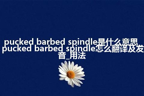 pucked barbed spindle是什么意思_pucked barbed spindle怎么翻译及发音_用法
