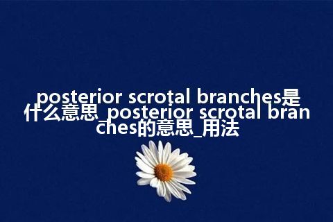 posterior scrotal branches是什么意思_posterior scrotal branches的意思_用法