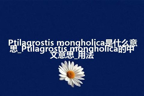 Ptilagrostis mongholica是什么意思_Ptilagrostis mongholica的中文意思_用法
