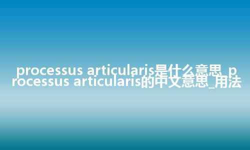 processus articularis是什么意思_processus articularis的中文意思_用法