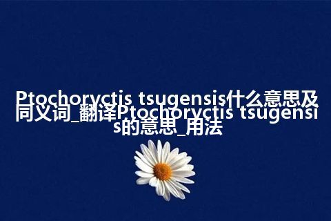 Ptochoryctis tsugensis什么意思及同义词_翻译Ptochoryctis tsugensis的意思_用法