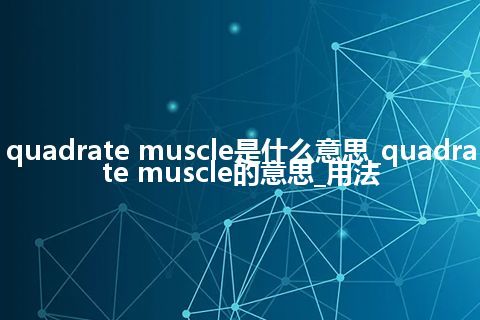 quadrate muscle是什么意思_quadrate muscle的意思_用法