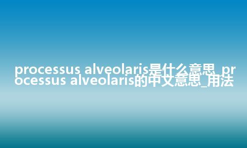 processus alveolaris是什么意思_processus alveolaris的中文意思_用法