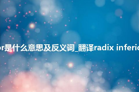 radix inferior是什么意思及反义词_翻译radix inferior的意思_用法