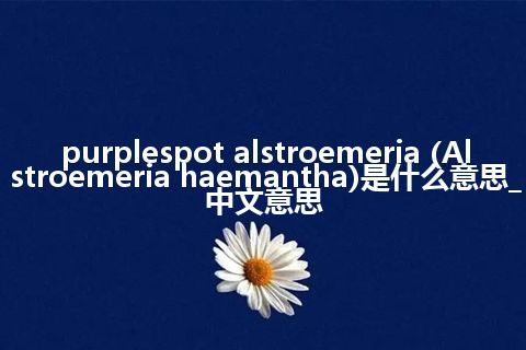 purplespot alstroemeria (Alstroemeria haemantha)是什么意思_中文意思