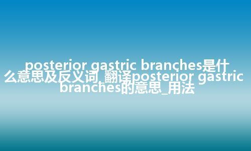 posterior gastric branches是什么意思及反义词_翻译posterior gastric branches的意思_用法