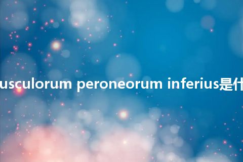 retinaculum musculorum peroneorum inferius是什么意思_中文意思