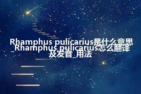 Rhamphus pulicarius是什么意思_Rhamphus pulicarius怎么翻译及发音_用法