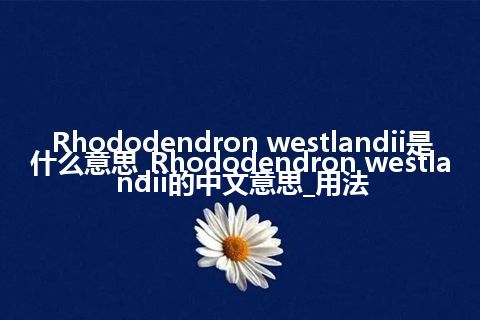 Rhododendron westlandii是什么意思_Rhododendron westlandii的中文意思_用法