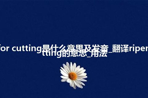 ripeness for cutting是什么意思及发音_翻译ripeness for cutting的意思_用法