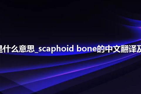 scaphoid bone是什么意思_scaphoid bone的中文翻译及音标_用法_同义词