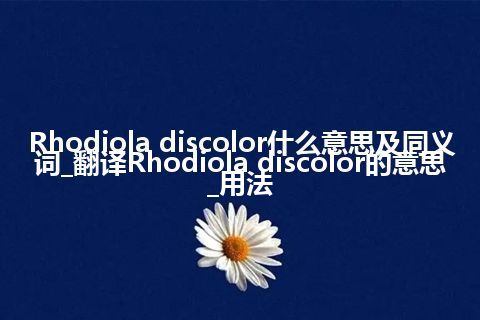 Rhodiola discolor什么意思及同义词_翻译Rhodiola discolor的意思_用法