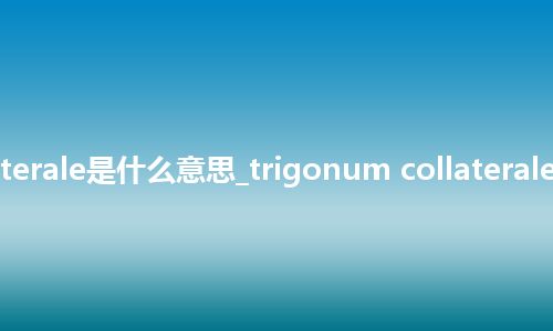 trigonum collaterale是什么意思_trigonum collaterale的中文意思_用法