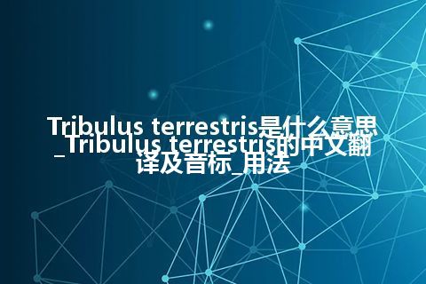 Tribulus terrestris是什么意思_Tribulus terrestris的中文翻译及音标_用法