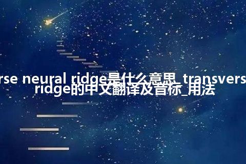 transverse neural ridge是什么意思_transverse neural ridge的中文翻译及音标_用法