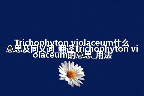Trichophyton violaceum什么意思及同义词_翻译Trichophyton violaceum的意思_用法
