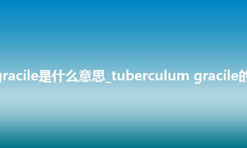 tuberculum gracile是什么意思_tuberculum gracile的中文释义_用法
