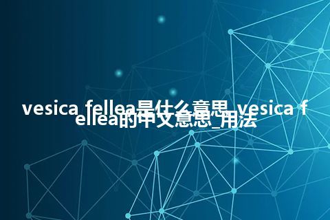 vesica fellea是什么意思_vesica fellea的中文意思_用法