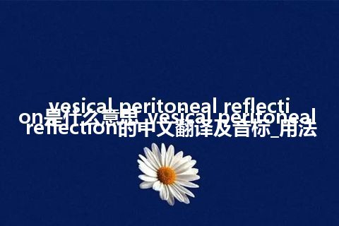 vesical peritoneal reflection是什么意思_vesical peritoneal reflection的中文翻译及音标_用法