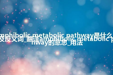 amphibolic metabolic pathway是什么意思及反义词_翻译amphibolic metabolic pathway的意思_用法